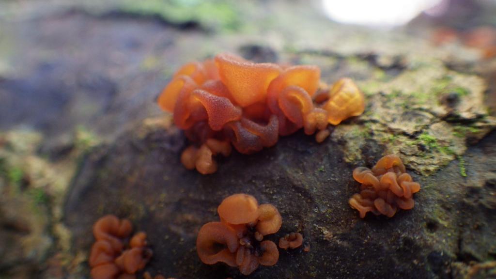 Представитель Семейства Sirobasidiaceae